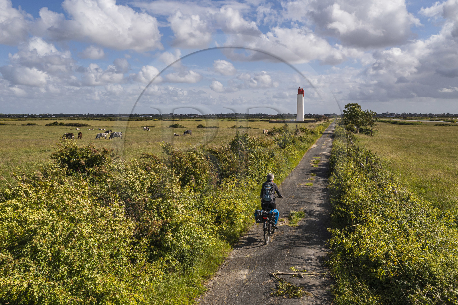 France, Charente-Maritime (17), cycliste faisant la véloroute La Flow Vélo, vaches dans les prés-salés des zones inondables de l'estuaire de la Charente et Feux posterieur d'alignement de Soumard (vue aérienne)