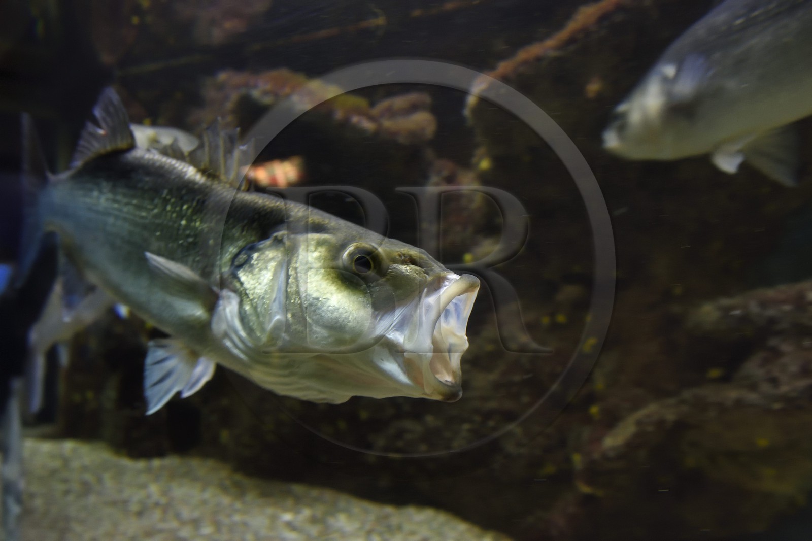 France, Var, Ile des Embiez, the Paul Ricard Oceanographic Institute, gilt-head (sea) bream (Sparus aurata)