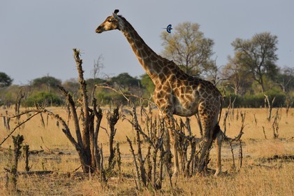 Zimbabwe, province de Matabeleland septentrional, parc national Hwange, une girafe (Giraffa camelopardalis) et Rollier à longs brins (Coracias caudatus)