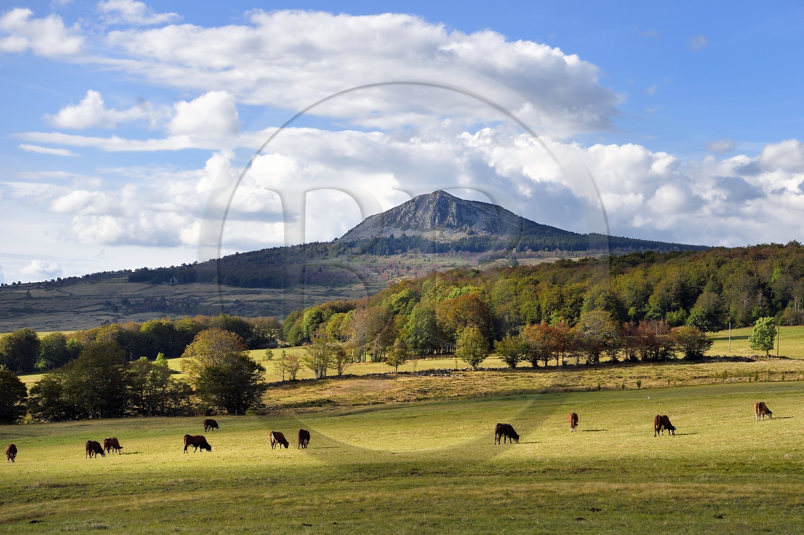 France, Ardèche (07), parc naturel régional des Monts d'Ardèche, Massif du Mézenc, troupeau de vaches dans un pré devant le Suc de Montfol (1594 m)