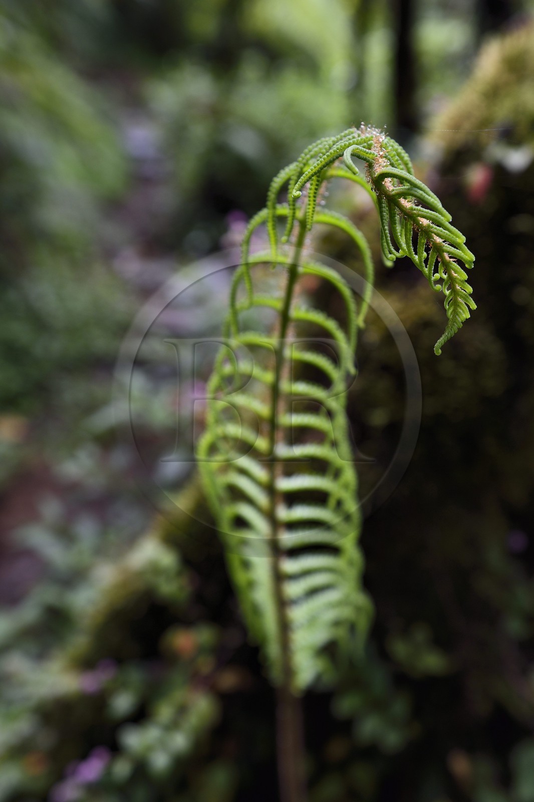 France, Reunion island (French overseas department), Saint Benoit, Parc National de La Reunion (Reunion National Park), listed as World Heritage by UNESCO, Bebour forest, Piton Bebour trail