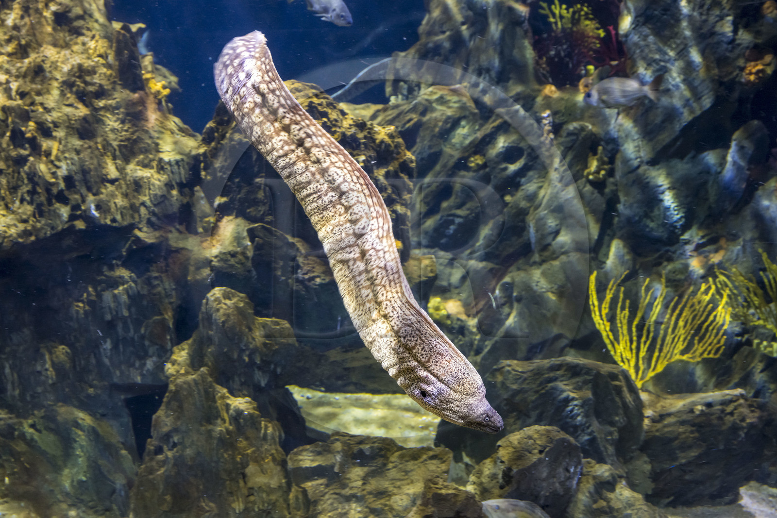 Espagne, Catalogne, Barcelone, Port Vell, l'aquarium, Murène commune (Muraena helena)