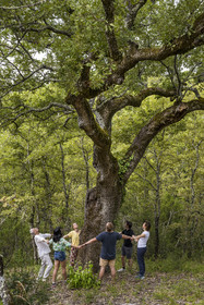 France, Var, Provence Verte (Green Provence), Bras, Academie du Bain de Foret Provencale (Academy of Forest Bathing in Provence), forest of the domaine Le Peyrourier - une campagne en Provence, Constanze Coisne guides Shinrin Yoku