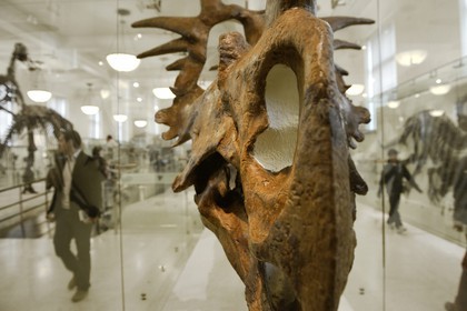 Etats-Unis, New York, Manhattan, Upper West Side, Musée Américain d'Histoire Naturelle (American Museum of Natural History), section des fossiles, squelette de Styracosaurus