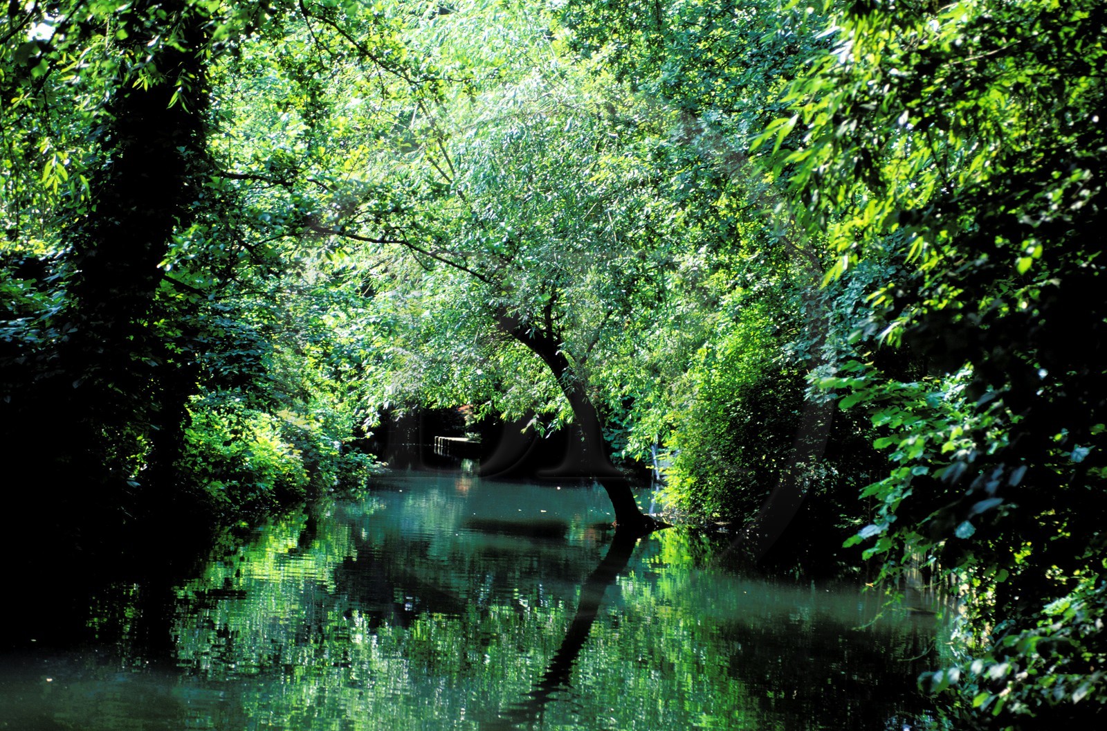 France, Haut-Rhin (68), Colmar, petite Venise, quartier de la Krutenau le Lauch: la campagne au centre ville