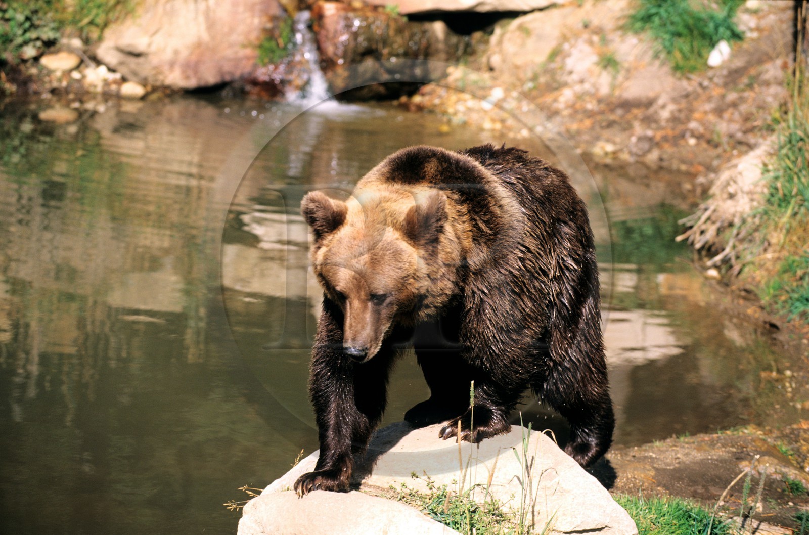 France, Pyrénées-Orientales (66), ours brun des Pyrénées au parc animalier des Angles dans la Capcir