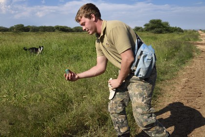 Namibia, Otjiwarongo, Cheetah Conservation Fund, research and education centre, Quentin de Jager trains his dog to search for scats (cheetahs and others) often on roadsides around the farms for the CCF lab