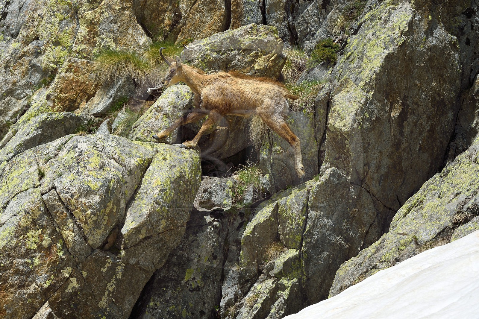 France, Alpes-Maritimes, national park of Mercantour, chamois (Rupicapra rupicapra) in the Madone de Fenestre valley