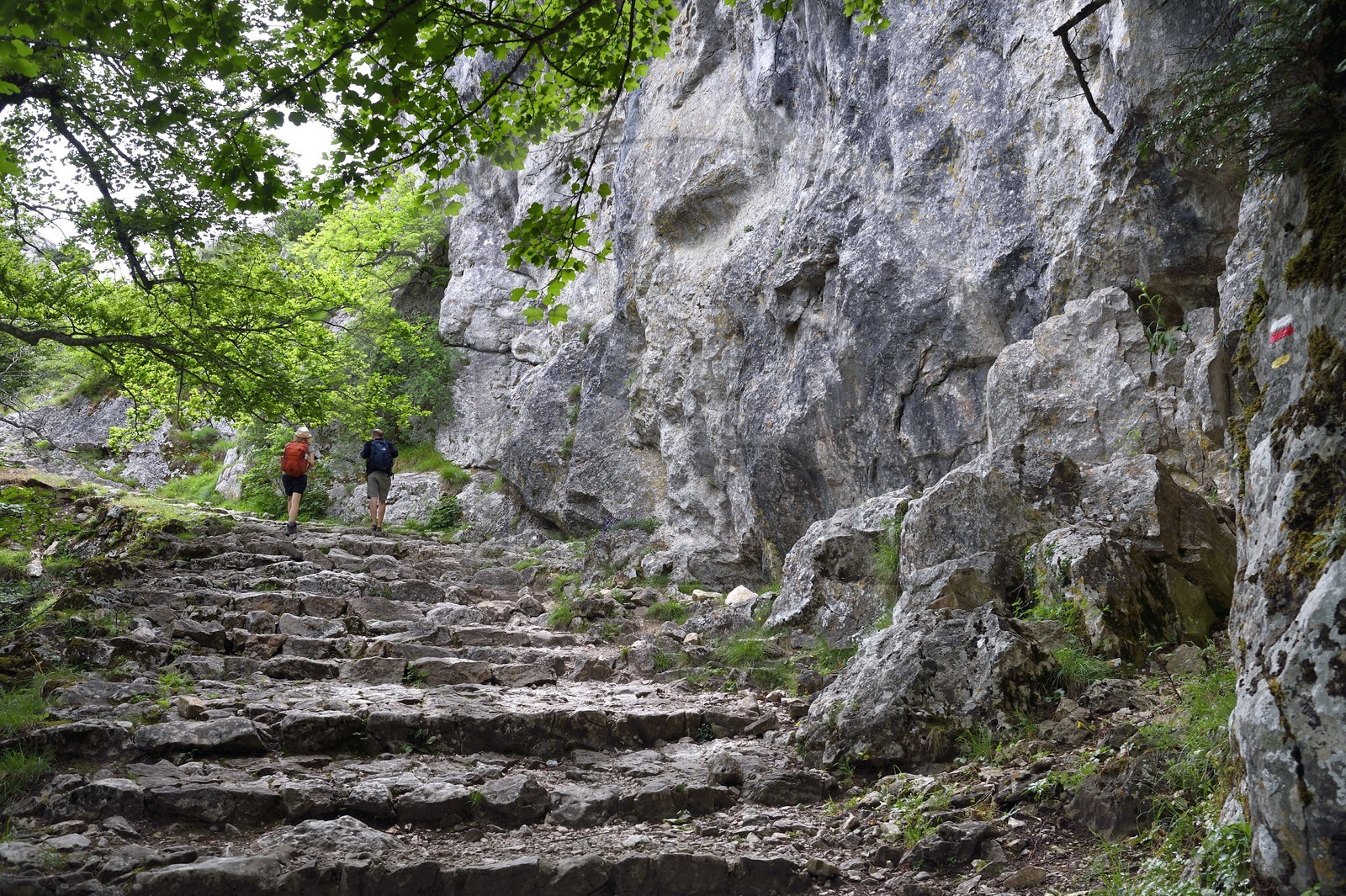France, Var, Plan d'Aups Sainte Baume, Sainte-Baume Regional Nature Park, Massif de la Sainte-Baume relic forest protected for several centuries and classified as a national biological reserve, hikers on the Chemin des Rois (kings path) and GR 9