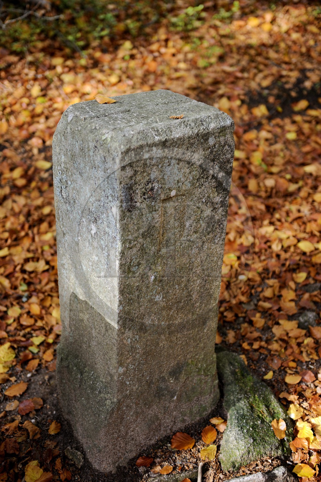 France, Haut Rhin, scenic road of la route des Cretes, natural reserve of Tanet Gazon, former border marker between France and Germany