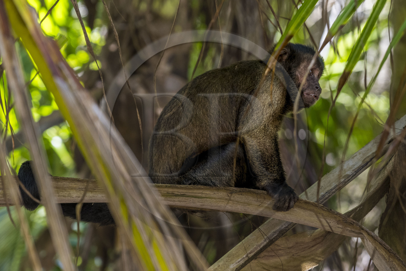 France, Guyane, Kourou, Iles du Salut, Ile Royale, singe Capucin brun (Sapajus apella) ou Sapajou apelle ou Capucin à houppe noire