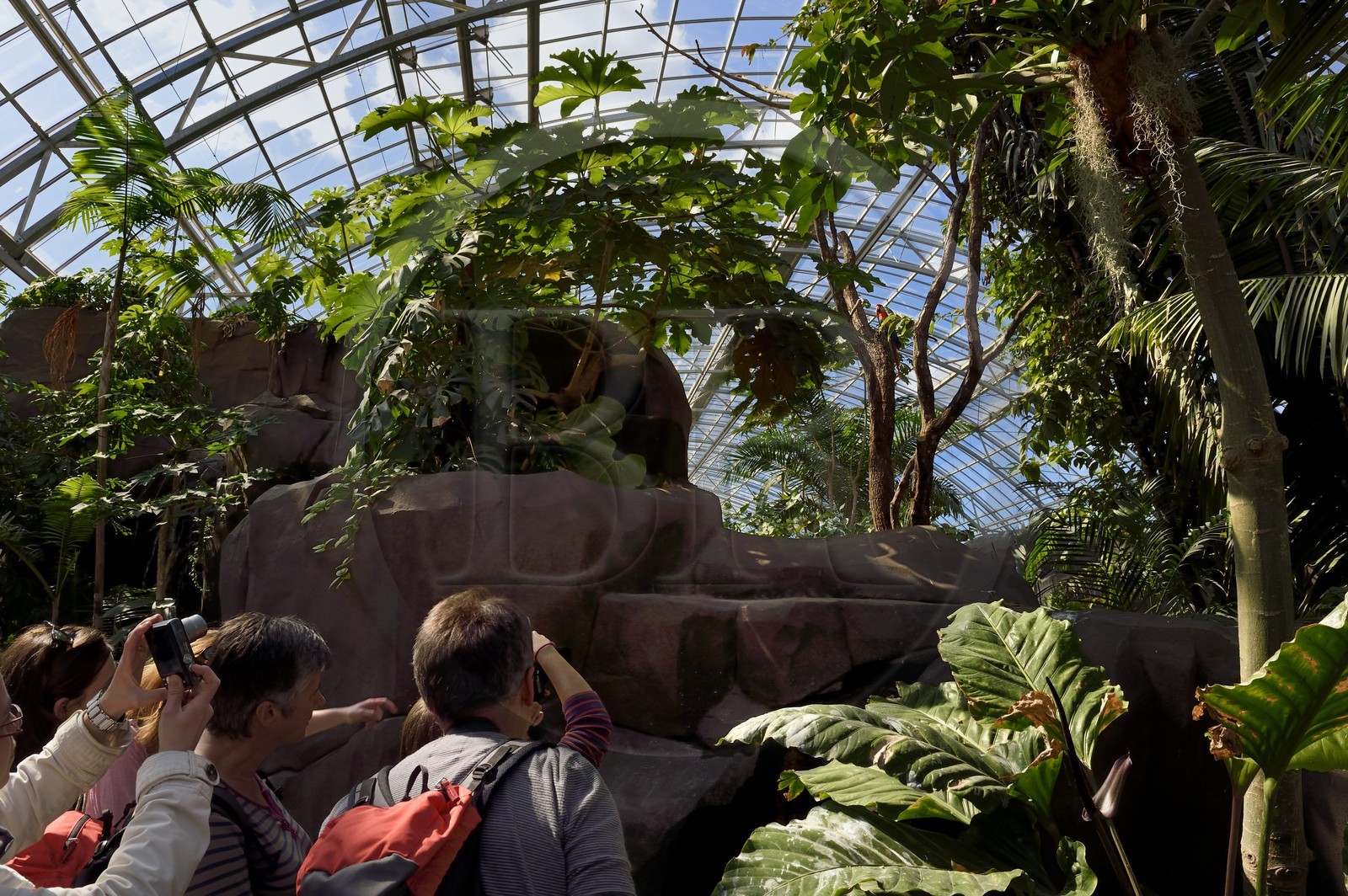 France, Paris (75), Le Parc zoologique de Paris (Zoo de Vincennes), visiteurs admirant un Ara rouge (Ara macao) dans la biozone Guyane sous la Grande Serre