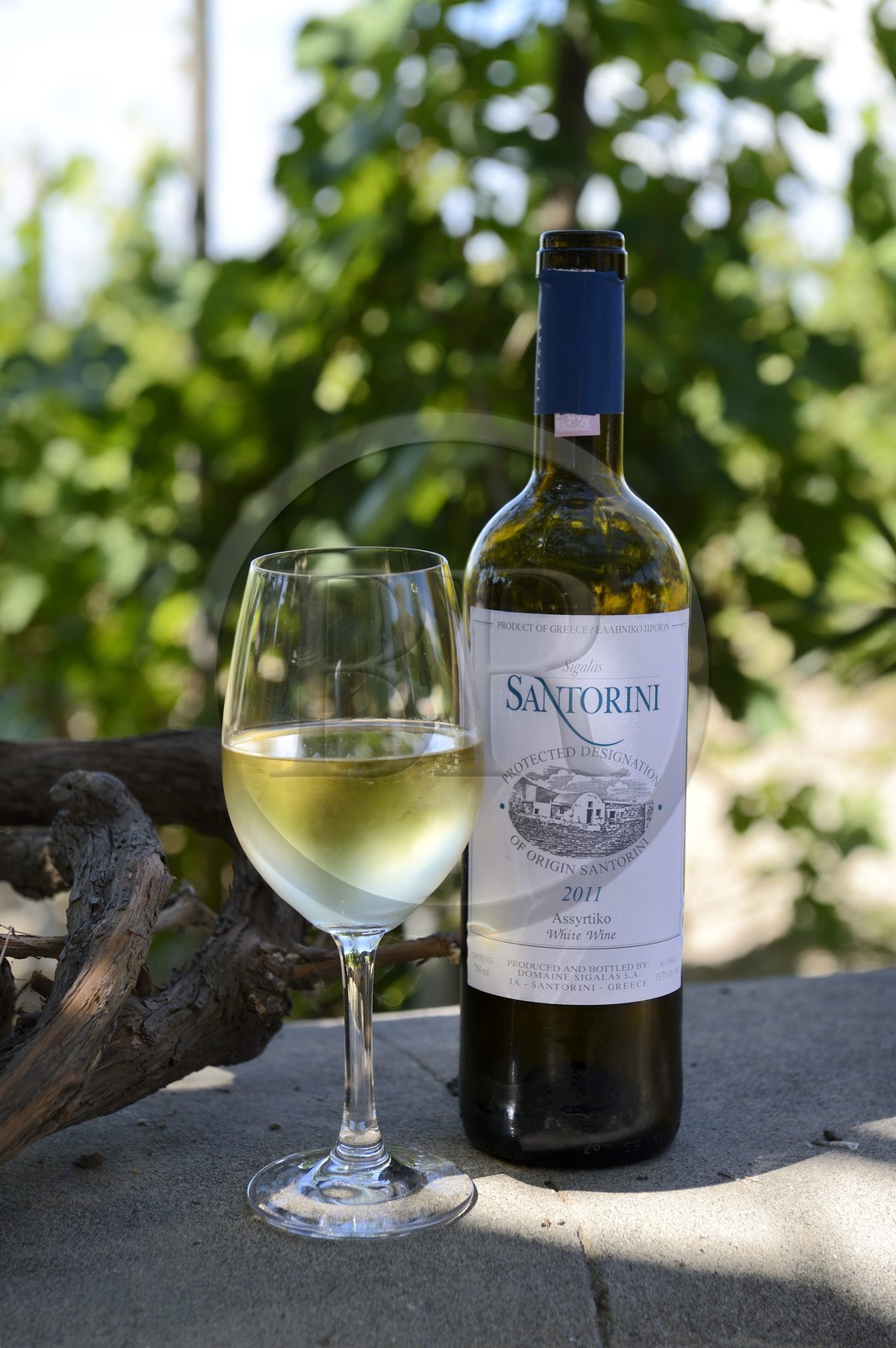 Grèce, Les Cyclades, mer Égée, île de Santorin (Thira ou Théra), plaine de Oia, Domaine Sigalas, vin blanc du cépage endemique Assyrtiko