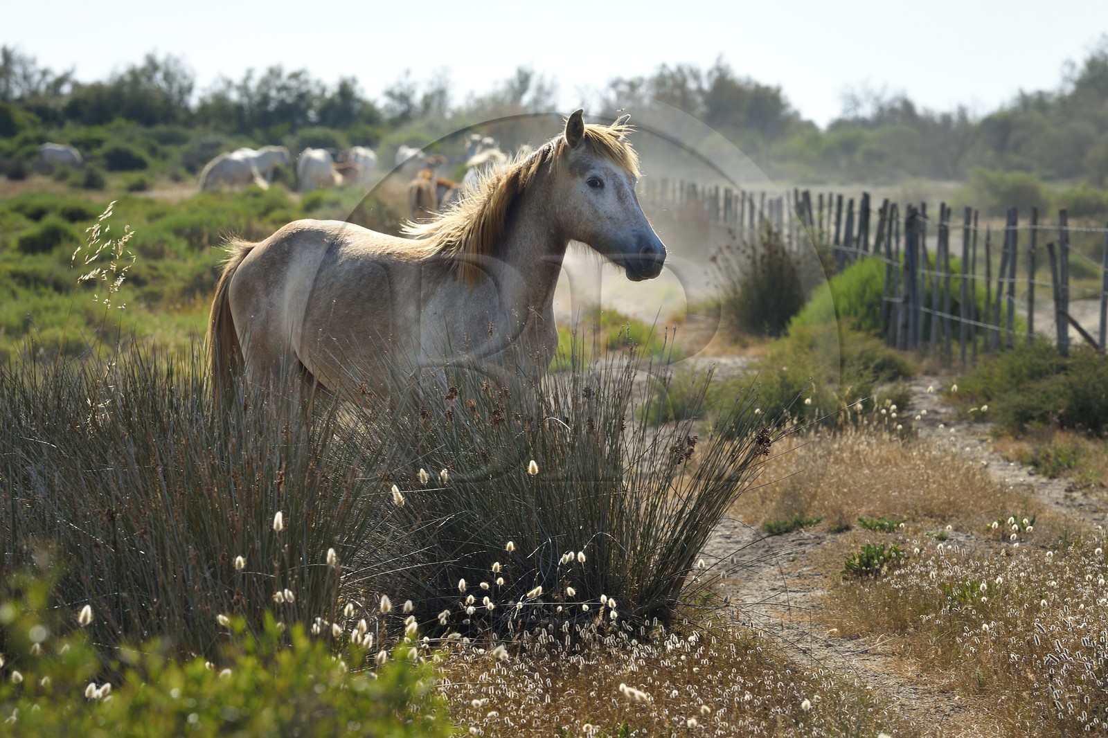 France, Bouches-du-Rhône (13), Parc naturel régional de Camargue, vers l'étang de Malagroy, manade Jacques Mailhan, cheval de Camargue dans la sansouire