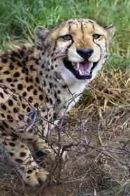 Namibie, Otjiwarongo, Cheetah Conservation Fund, centre de recherche et d'éducation, guépard (Acinonyx jubatus)