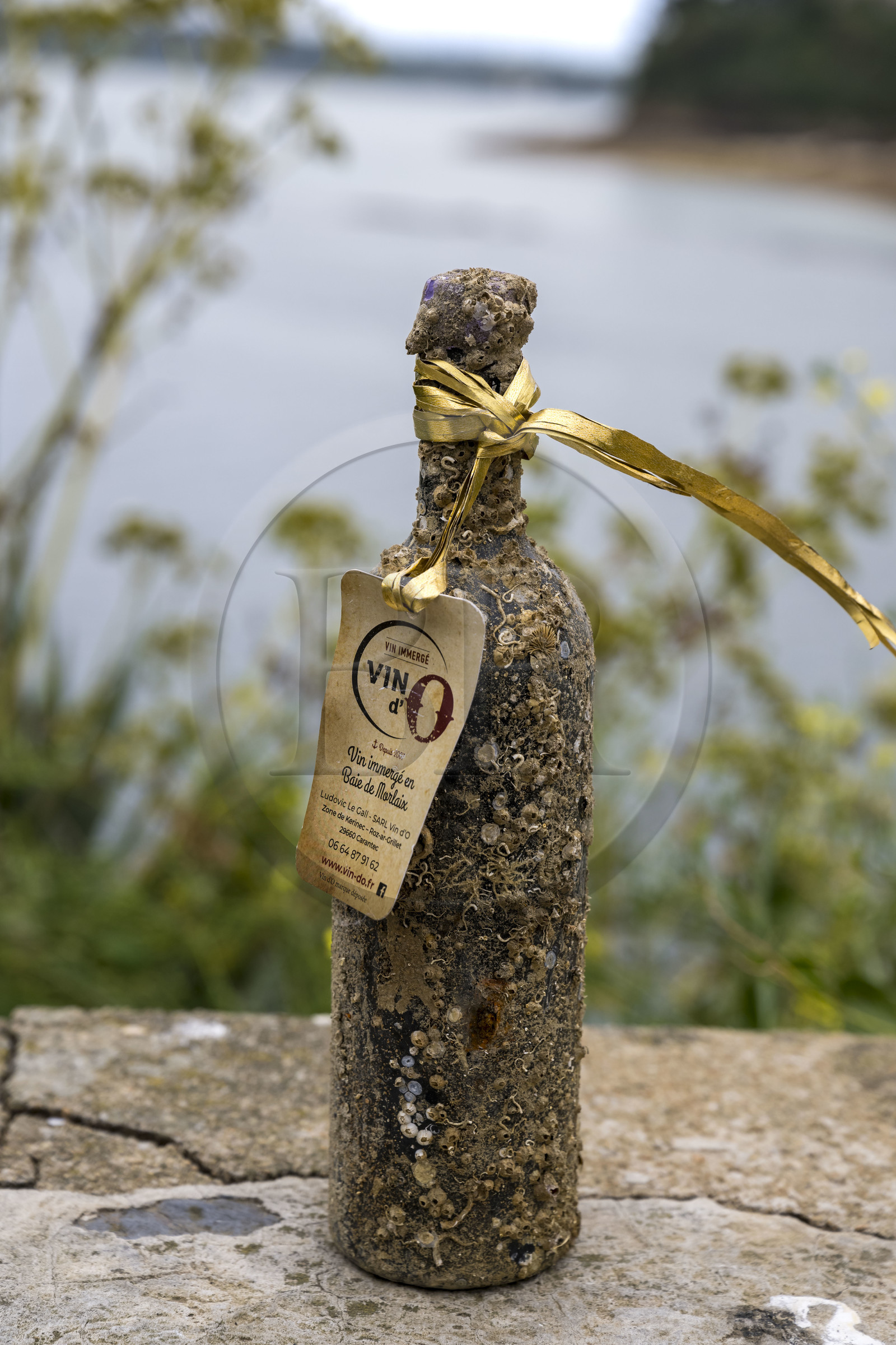 France, Finistère (29), Carantec, vin d'O, bouteille de vin rouge immergé en Baie de Morlaix