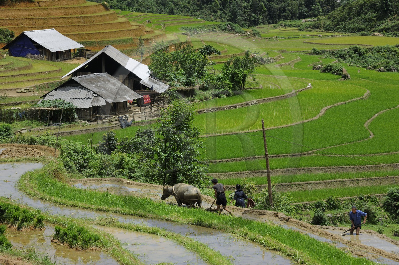 Vietnam, Lao Cai province, Sapa district, Ta Phin valley,  rice plantations in terraces by the Black Hmong minority group