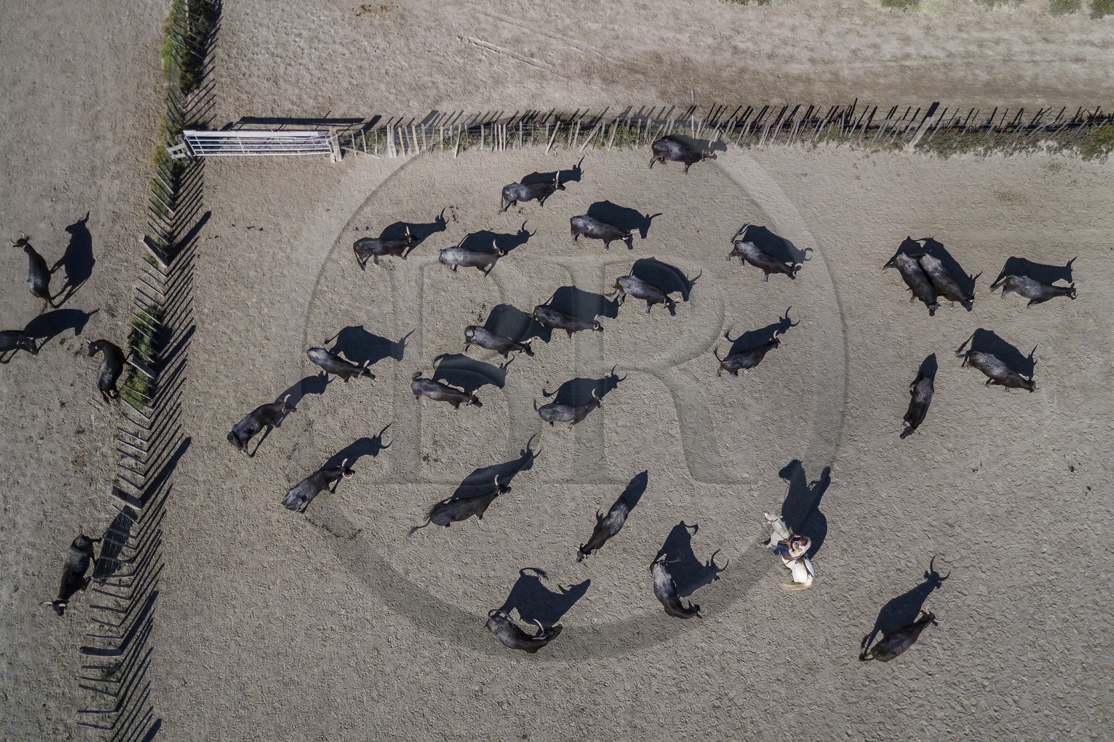 France, Bouches-du-Rhône (13), Parc naturel régional de Camargue, manade Jacques Mailhan, taureau camarguais appellé Raço di Biou, les gardians trient les taureaux (vue aérienne)