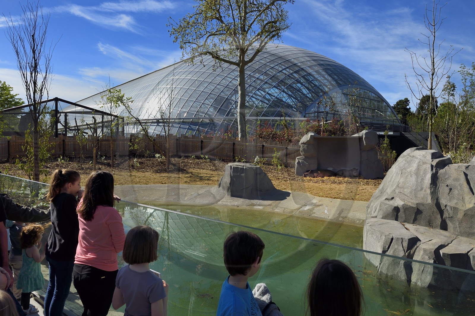 France, Paris (75), Le Parc zoologique de Paris (Zoo de Vincennes), tapir du Brésil (Tapirus terrestris) et la Grande Serre en arrière plan