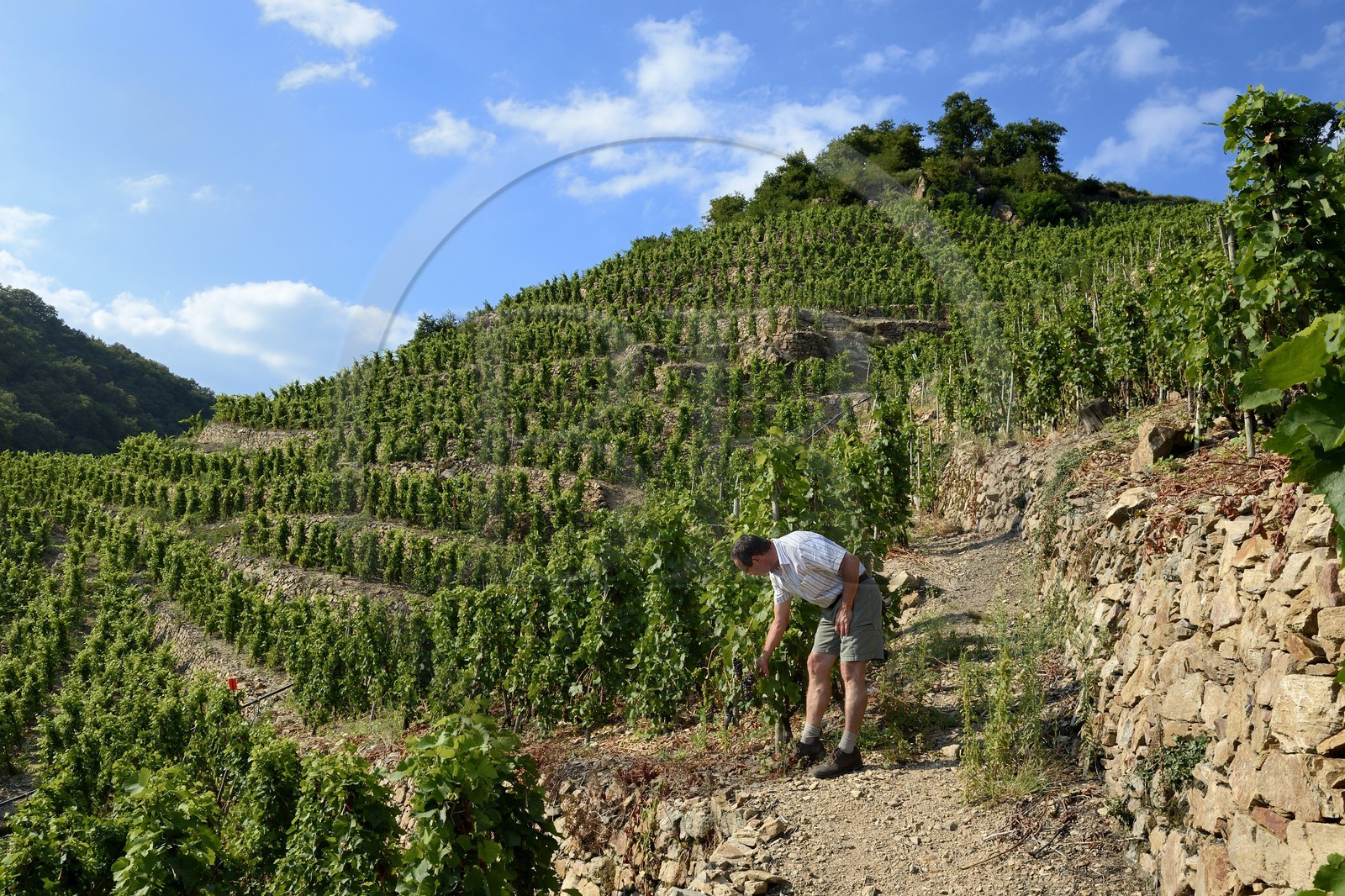 France, Rhône (69), Parc Naturel Régional du Pilat, Ampuis, vignoble AOC Côte Rôtie du domaine de Gilles Barge, vignes sur échalas et coteaux organisés en terrasses soutenues par des murets de pierres sèches appelés chaillées