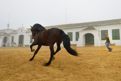 Spain, Andalusia, Seville Province, Utrera, Finca El Pinganillo, the property stud, training of an Andalusian horse also known as the Pure Spanish Horse or PRE (Pura Raza Espanola)