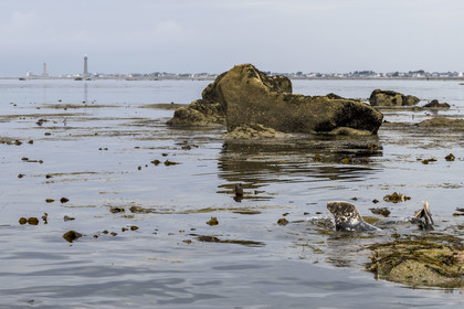 France, Finistère (29), Penmarch, archipel des Étocs, phoque gris (halichoerus grypus), le phare d'Eckmuhl sur la Pointe de Penmarch en arrière plan