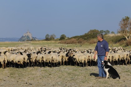 France, Ille et Vilaine, salt marshes of the Mont Saint Michel, Yannick Frain, farmer breeder of salt marshes sheep