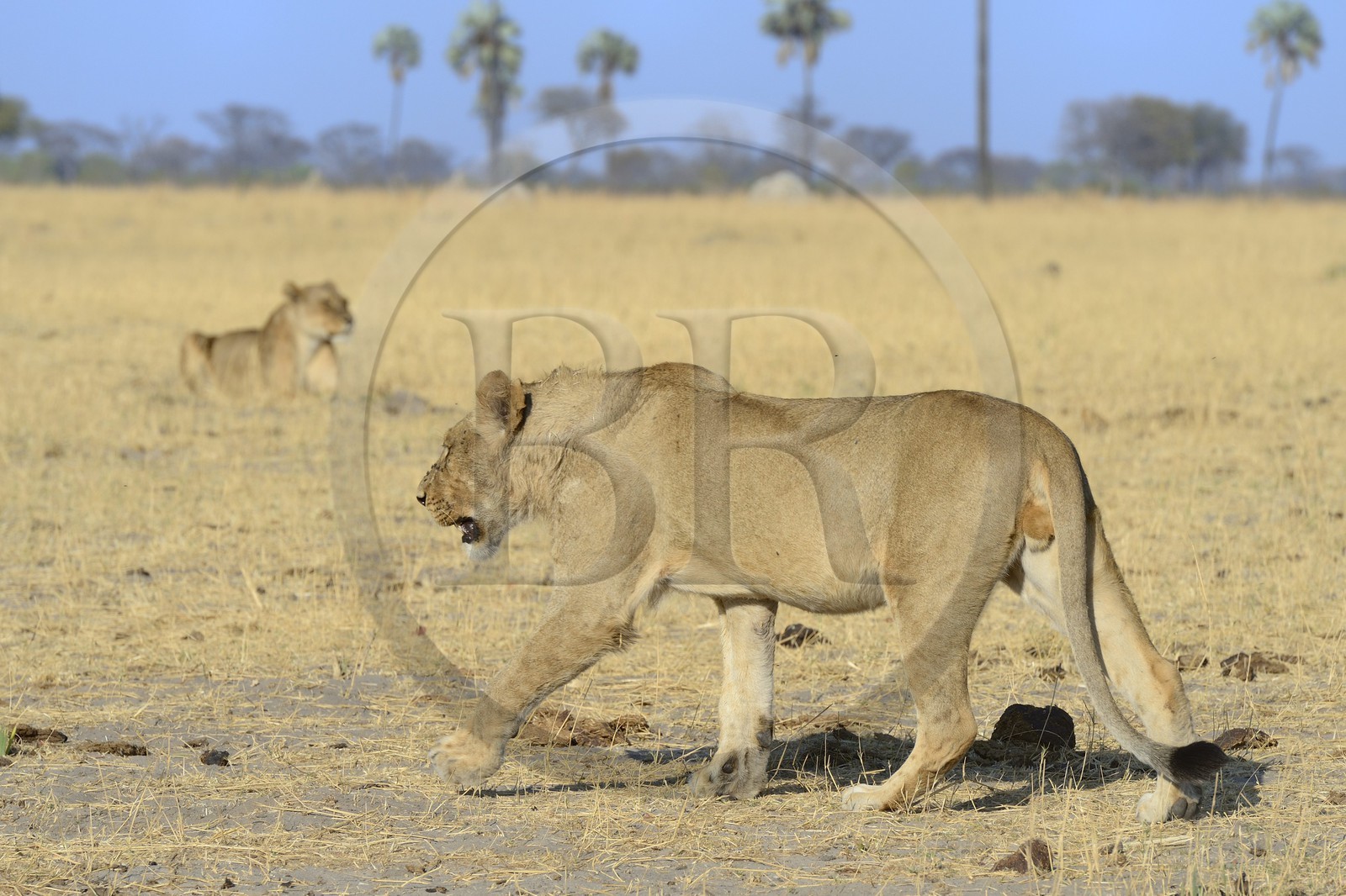 Zimbabwe, Matabeleland North Province, Hwange National Park, group of lions (Panthera leo)