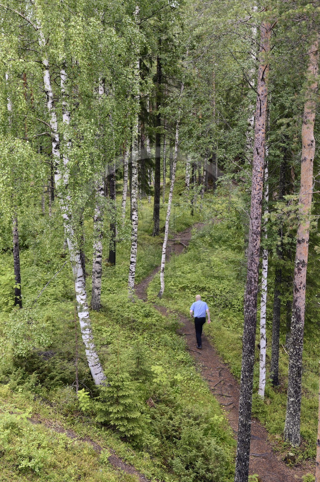 Suède, Comté de Vasterbotten, région d'Umea, forêt de bouleaux à Tallberg
