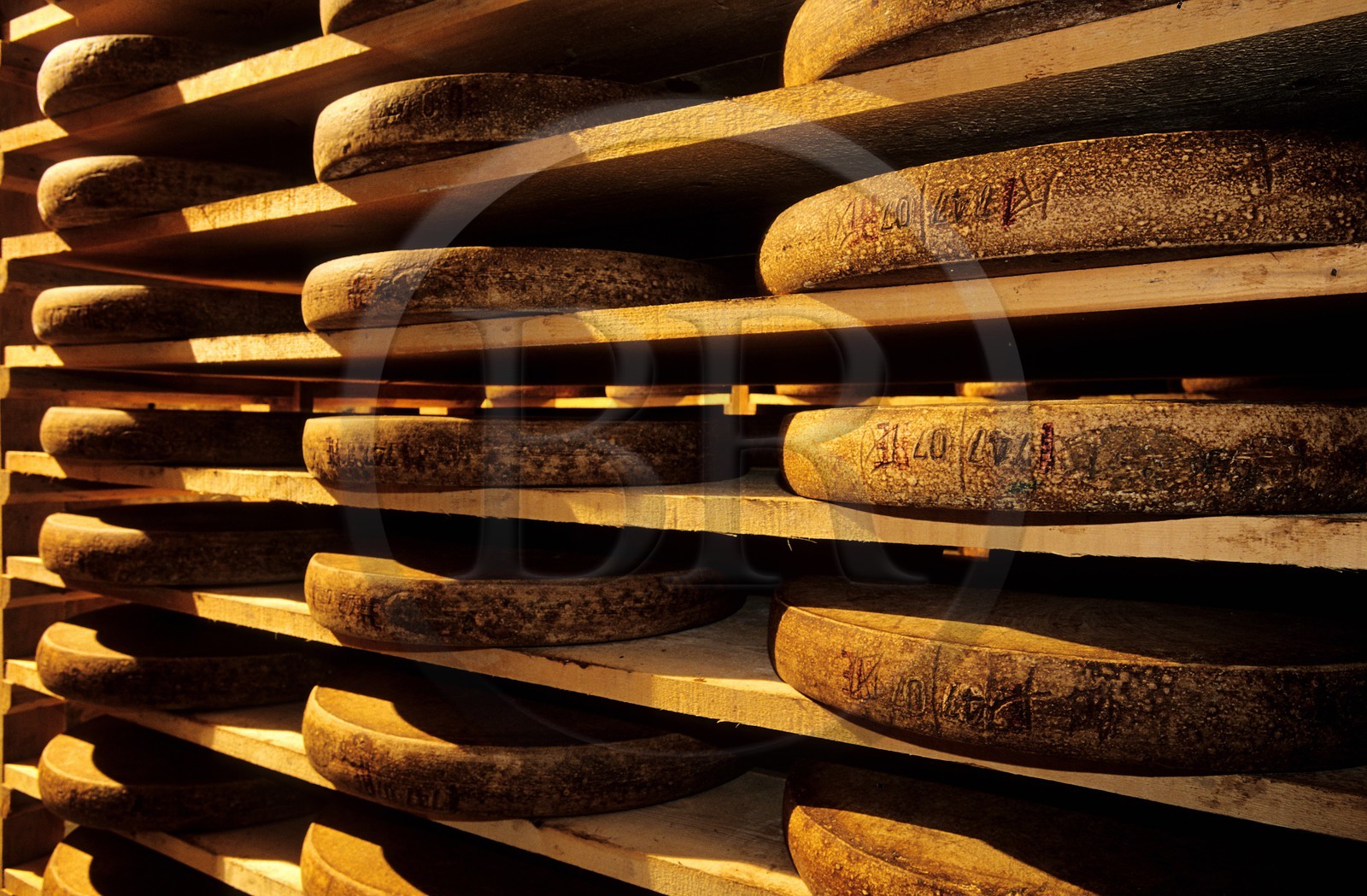 France, Doubs (25), Fort Saint Antoine, cave d'affinage du Comté de montagne