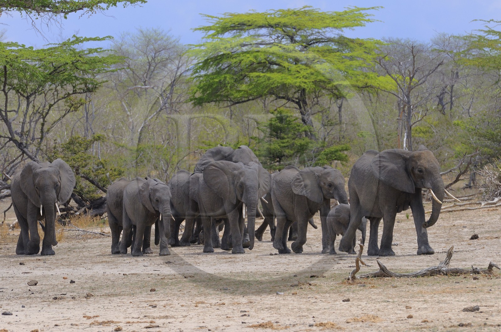 Tanzania, Selous Game Reserve is one of the largest fauna reserves of the world and designated a UNESCO World Heritage Site in 1982, African Bush Elephant (Loxodonta africana)