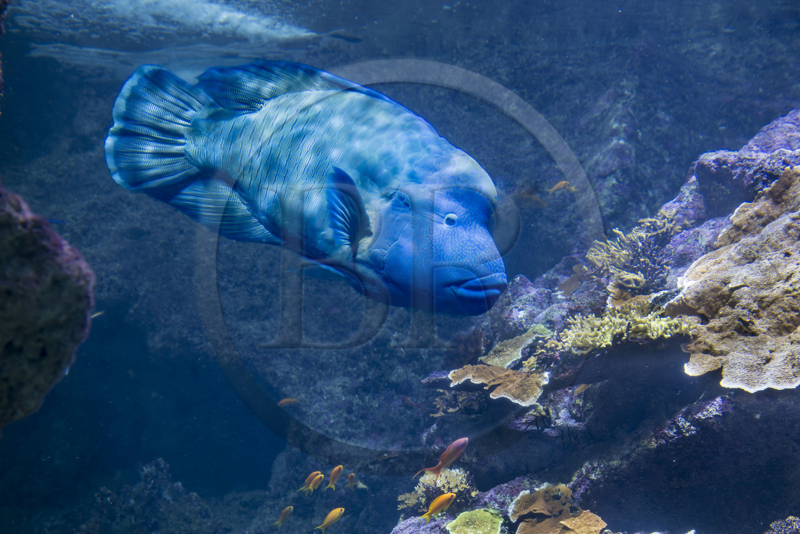 France, Finistère, Brest, Océanopolis, museum of the sea, humphead wrasse (Cheilinus undulatus)