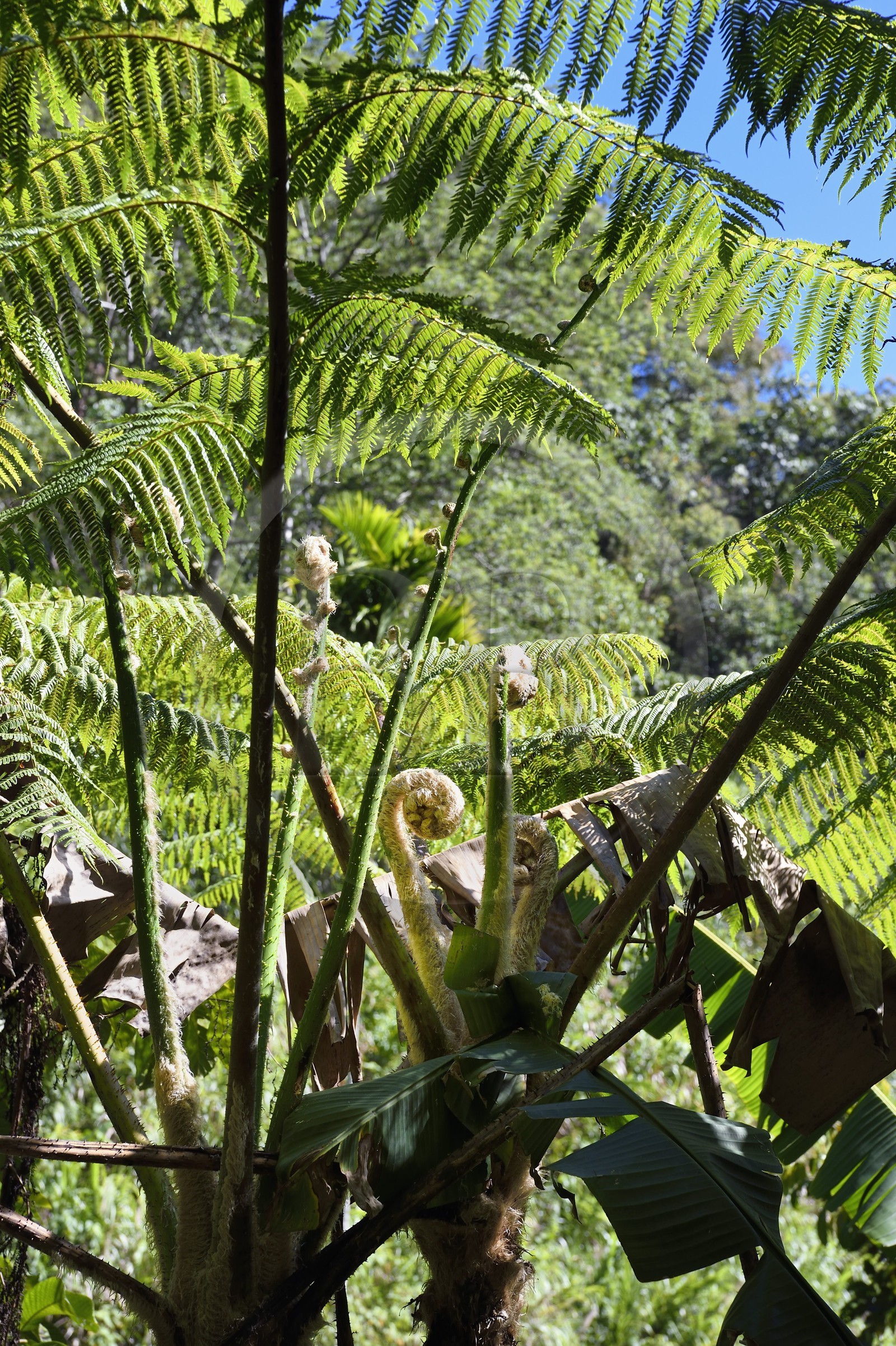 Philippines, province d'Ifugao, sentier reliant les villages de Cambulo et Batad dans les montagnes de Banaue, fougère arborescente