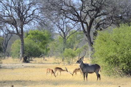 Zimbabwe, province de Matabeleland septentrional, parc national Hwange, cobe à croissant (Kobus ellipsiprymnus) aussi appelé waterbuck ou antilope sing-sing, impala (Aepyceros melampus) en arrière plan