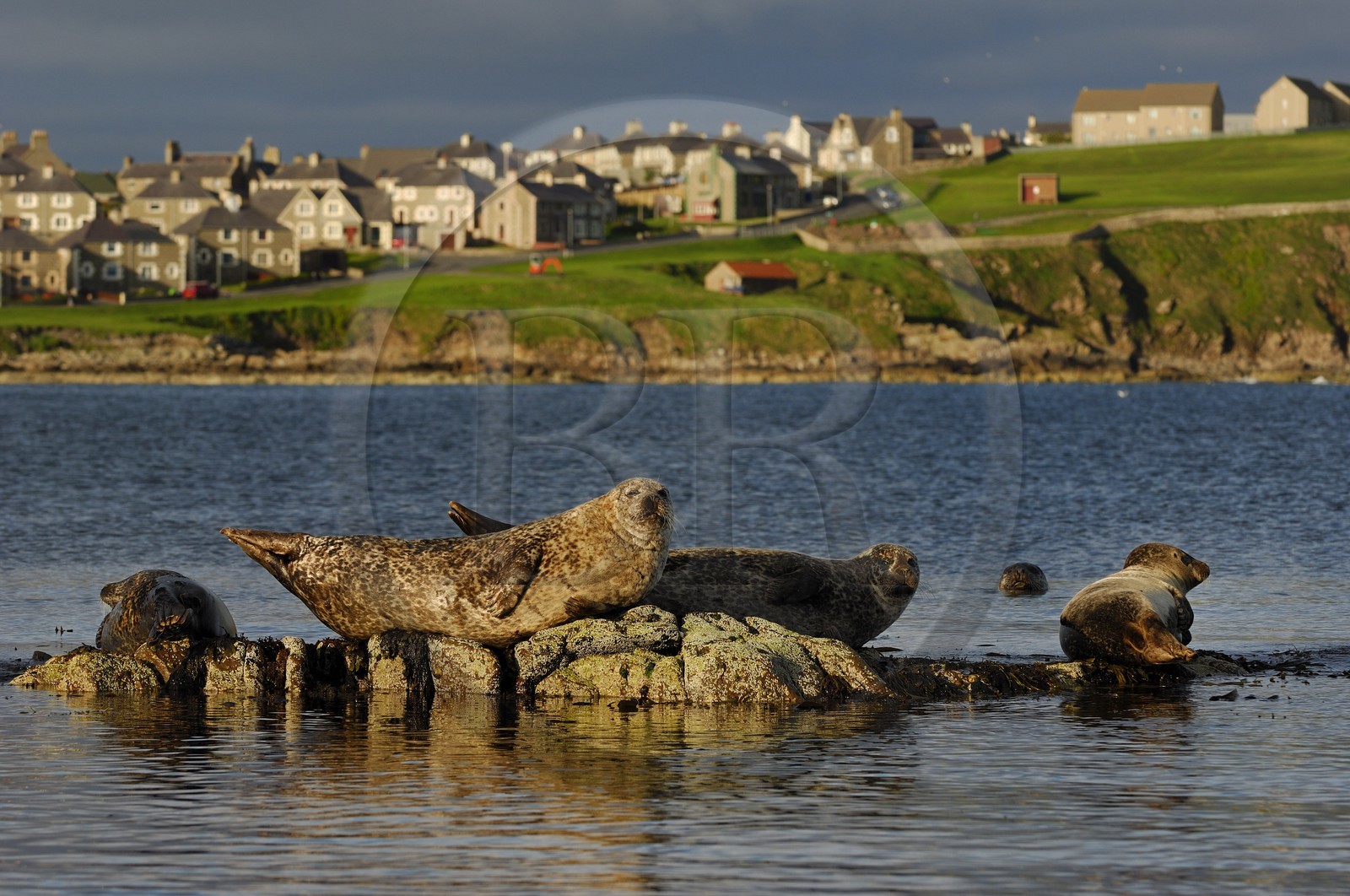 Royaume-Uni, Ecosse, les Shetland, Lerwick, phoque commun (Phoca vitulina)