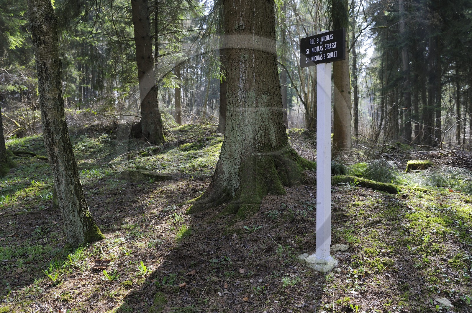 France, Meuse (55), région de Verdun, Fleury-devant-Douaumont, le village fut entièrement détruit en 1916 pendant la bataille de Verdun et ne fut pas reconstruit, ancienne rue du village