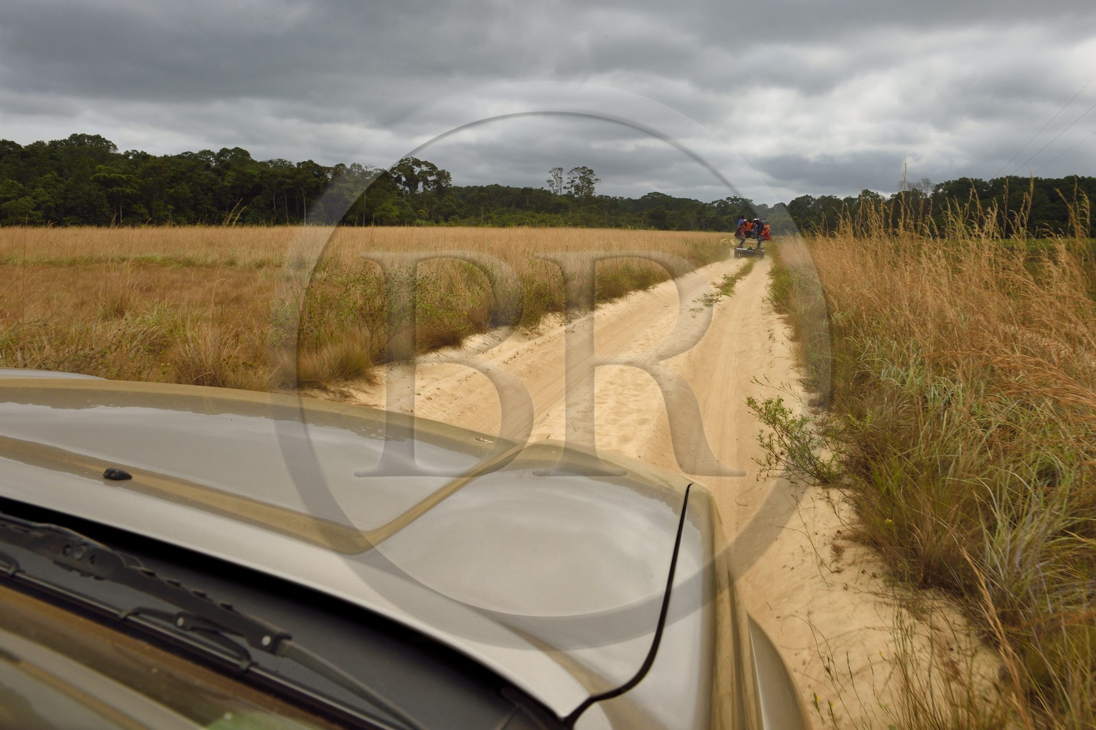 Gabon, province de Ogooué- Maritime, Omboué, région du Loango, pick-up sur une piste de savane