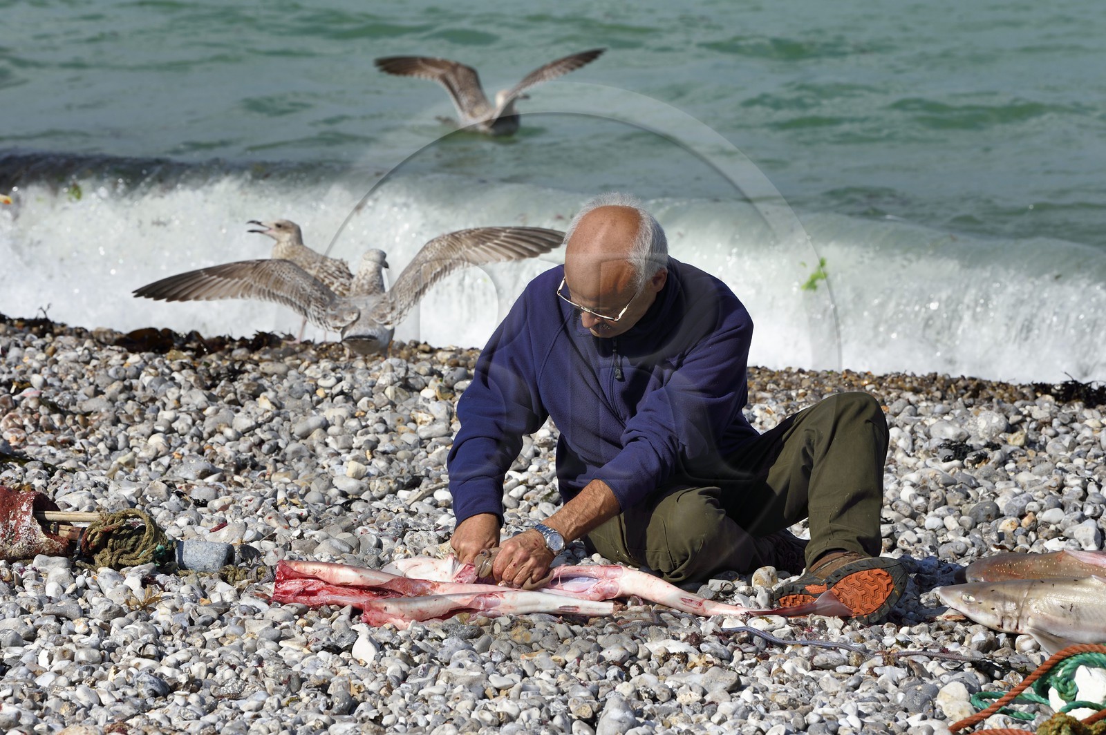 France, Seine-Maritime (76), Côte d'Albâtre, Pays de Caux, Yport, port d'echouage sur la plage, le pecheur Alain Moulin vidant un requin-hâ (Galeorhinus galeus)