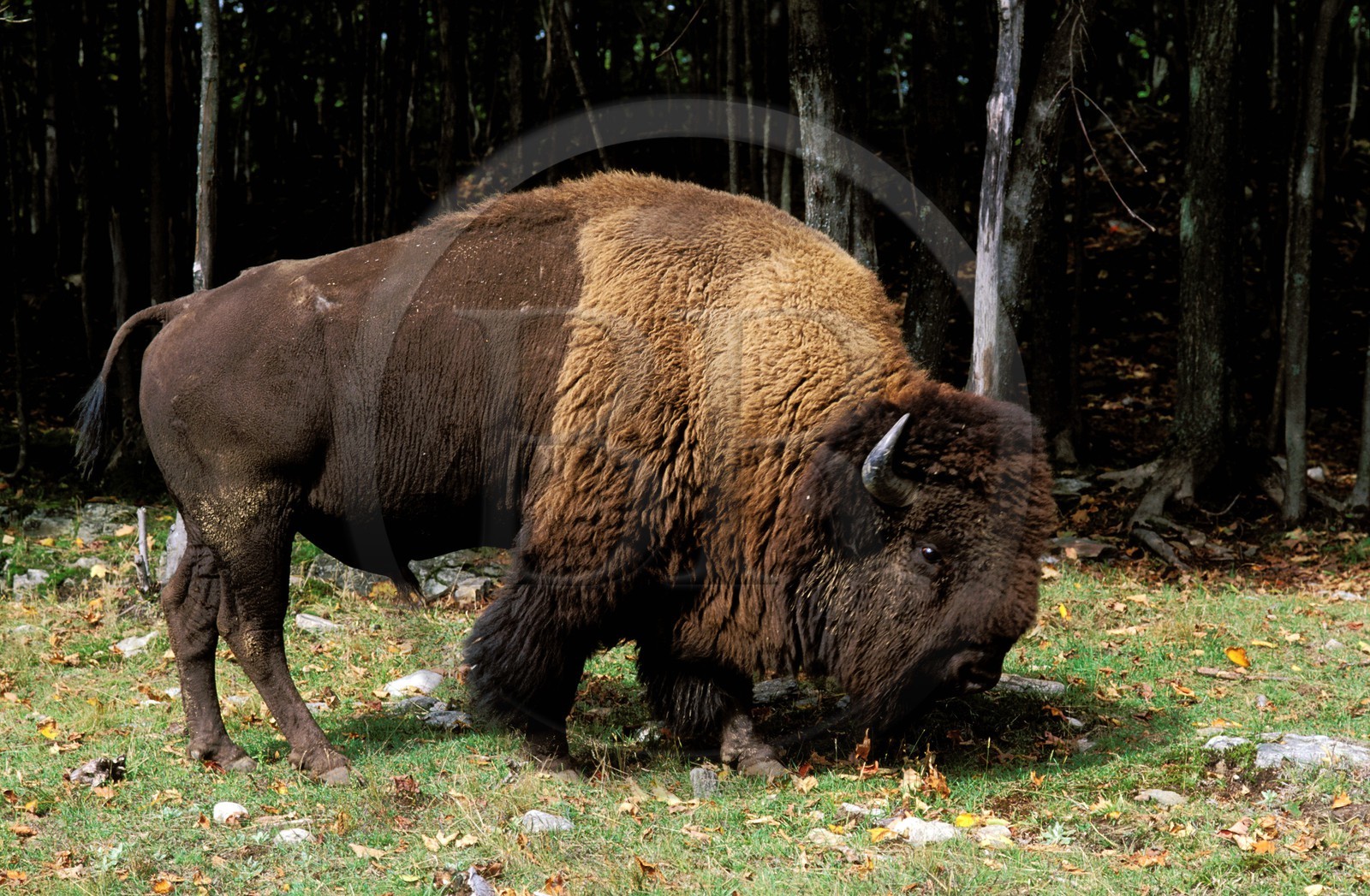 Canada, province de Québec, Outaouais, Parc Oméga vers Montebello, bison d' Amérique