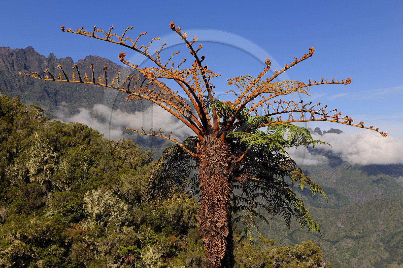 France, île de la Réunion, cirque de Salazie, classé Patrimoine Mondial de l'UNESCO, fougères arborescentes