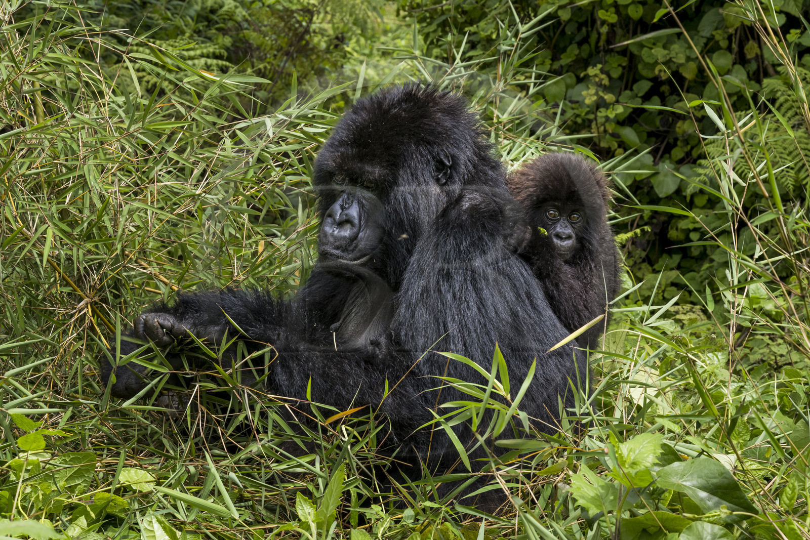 Rwanda, North Province, Volcanoes National Park in the chain of the Virunga Mountains, Mount Karisimbi, mountain gorillas (Gorilla beringei beringei) of the Susa group, mother with her 6 month old infant