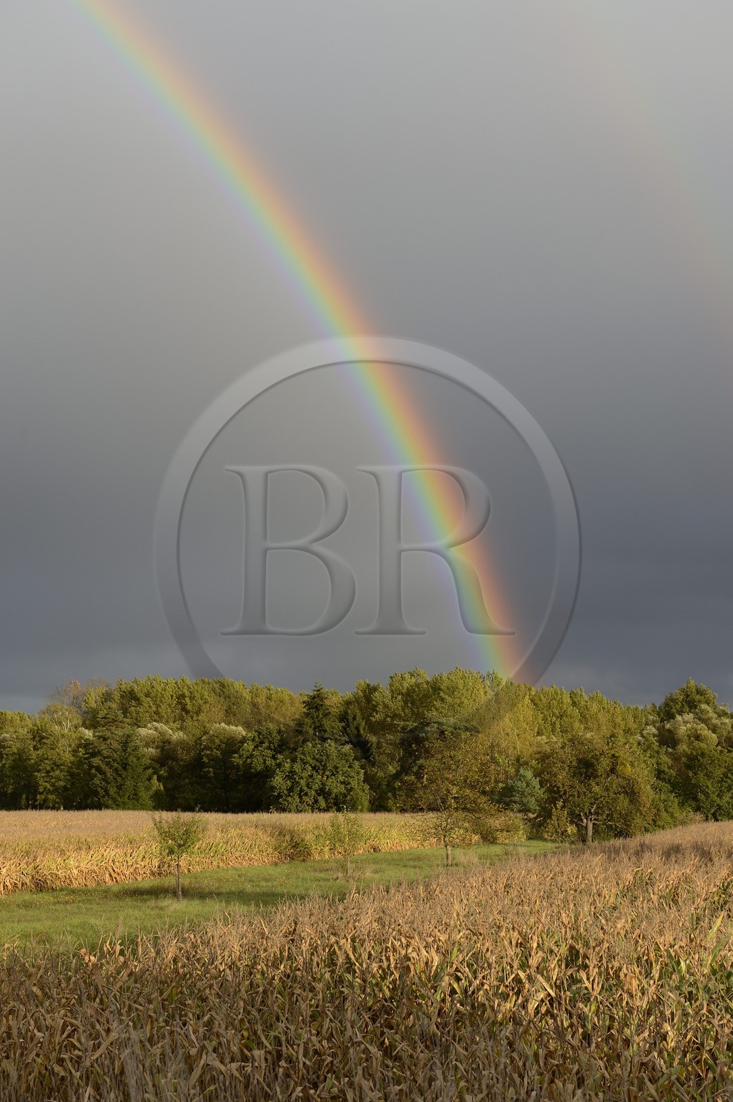 France, Bas-Rhin (67), région de Sélestat, arc-en-ciel sur champ de mais