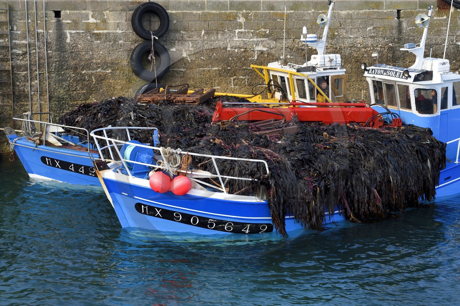 France, Finistere, Roscoff port, harvesting seaweed
