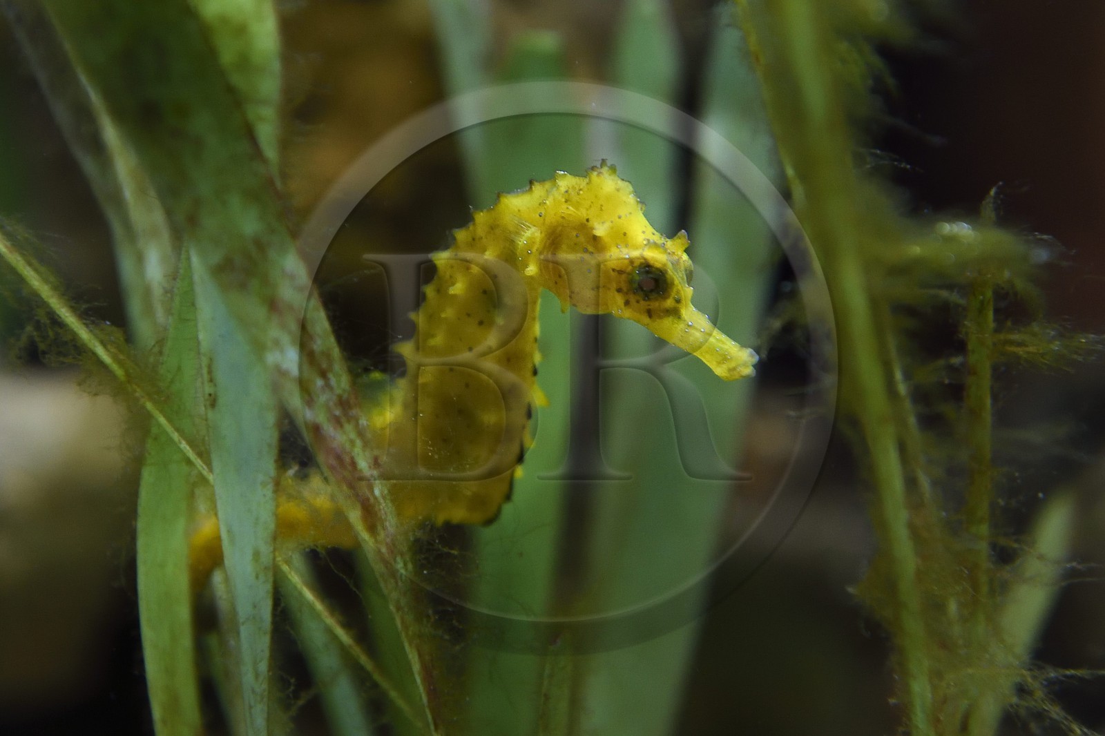 France, Var, Ile des Embiez, the Paul Ricard Oceanographic Institute, long-snouted seahorse (Hippocampus guttulatus)