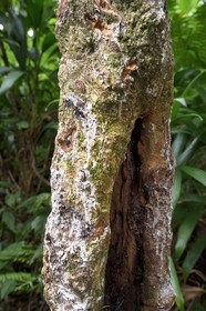 Caraïbes, Ile de la Dominique, Castle Bruce, Parc national du Morne Trois Pitons classé Patrimoine Mondial de l'UNESCO, sentier traversant la forêt tropicale et menant à la la Vallée de la Désolation puis au Boiling Lake, gommier ou caoutchouc (Ficus elastica)