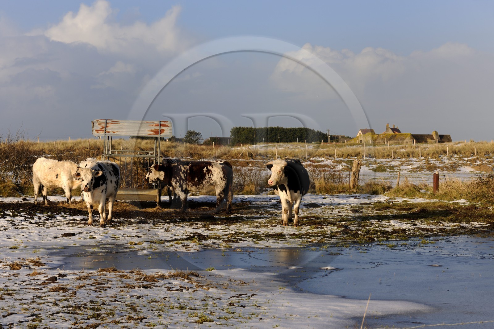 France, Manche (50), Cotentin, vaches en bordure des dunes de Utah Beach où prit place le principal débarquement americain le 6 juin 1944