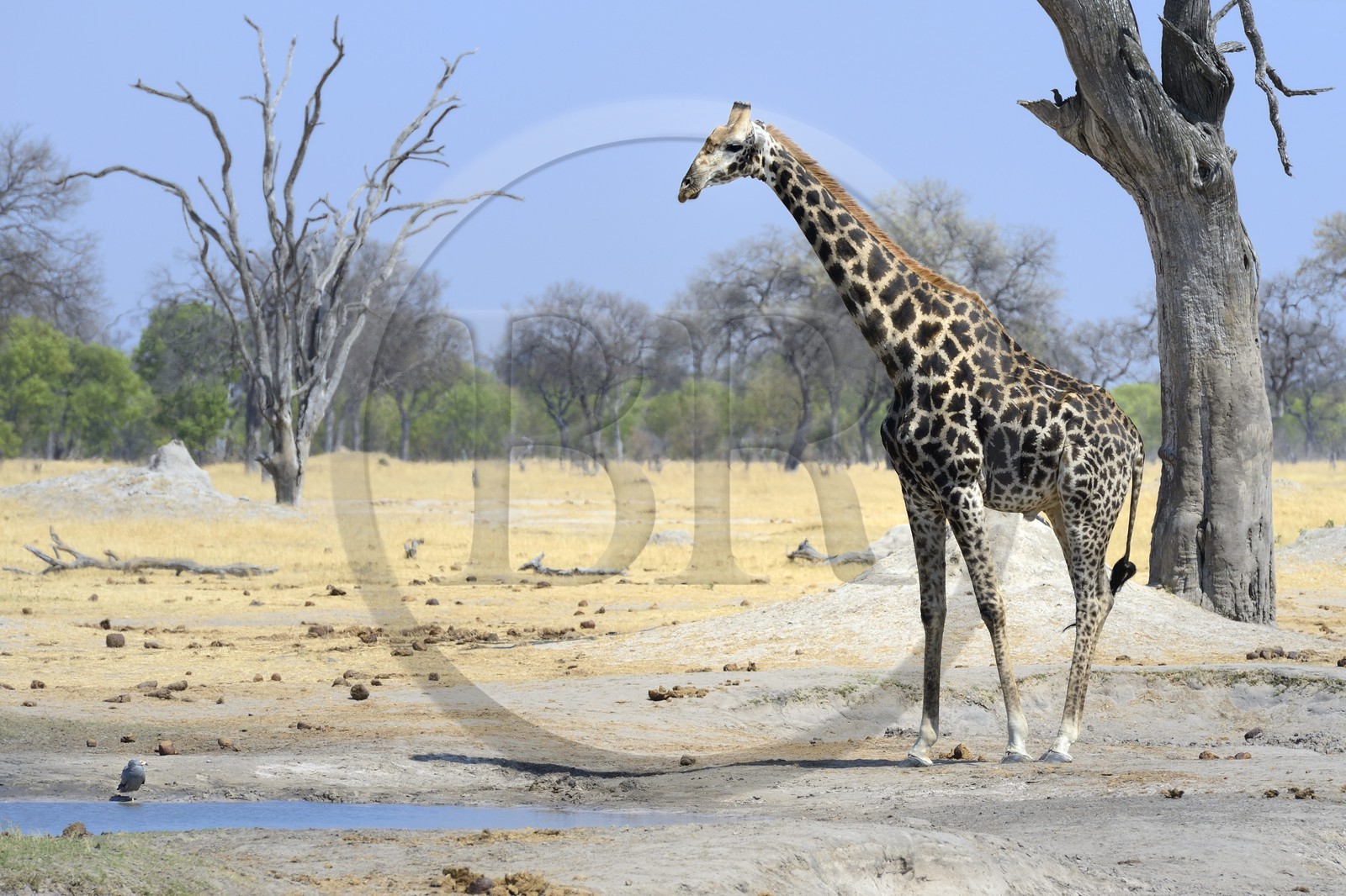 Zimbabwe, province de Matabeleland septentrional, parc national Hwange, une girafe (Giraffa camelopardalis) en train de boire au point d'eau