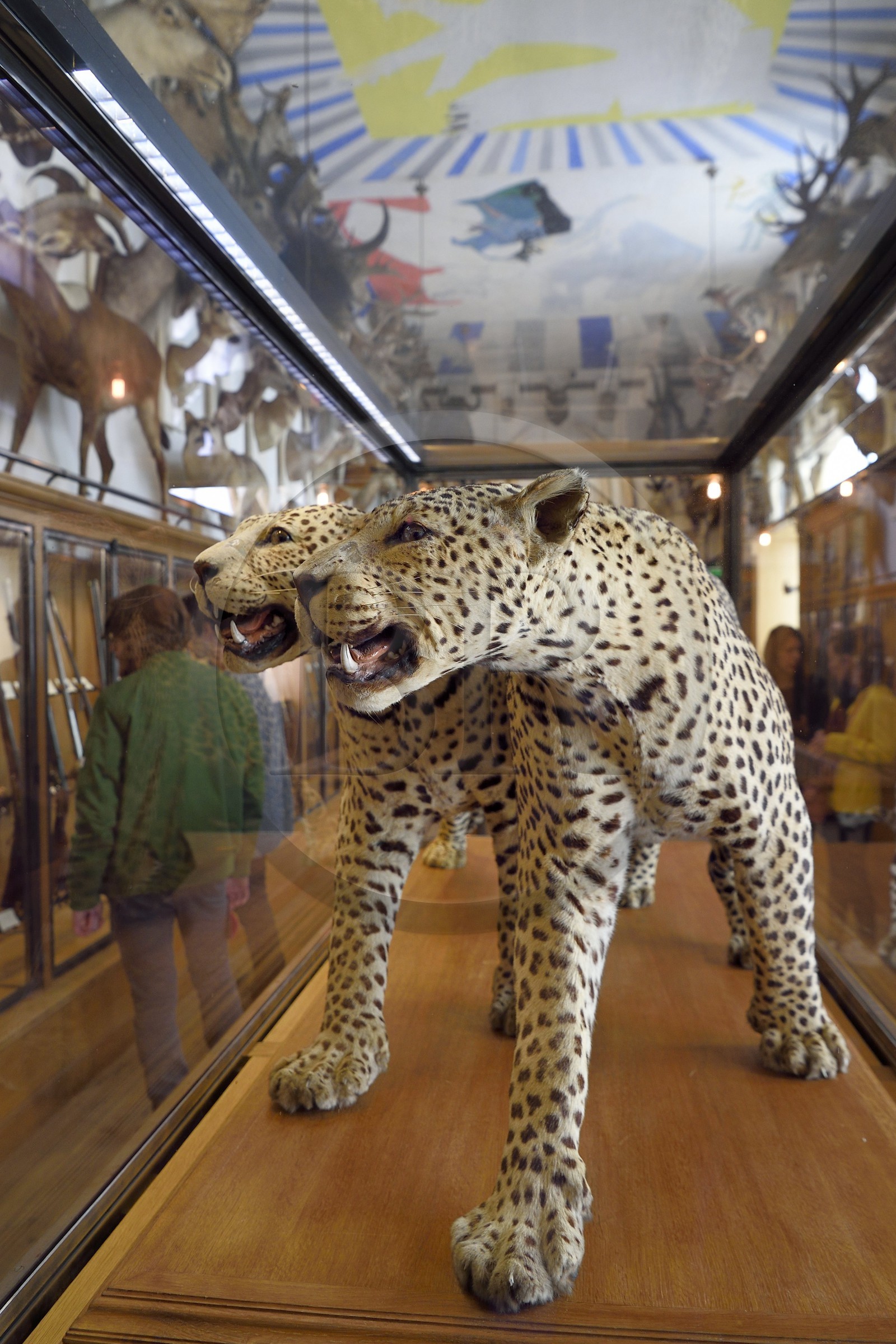 France, Paris, Le Marais District, Musee de la Chasse et de la Nature (Museum of hunting and nature) in the Hotel de Guenegaud