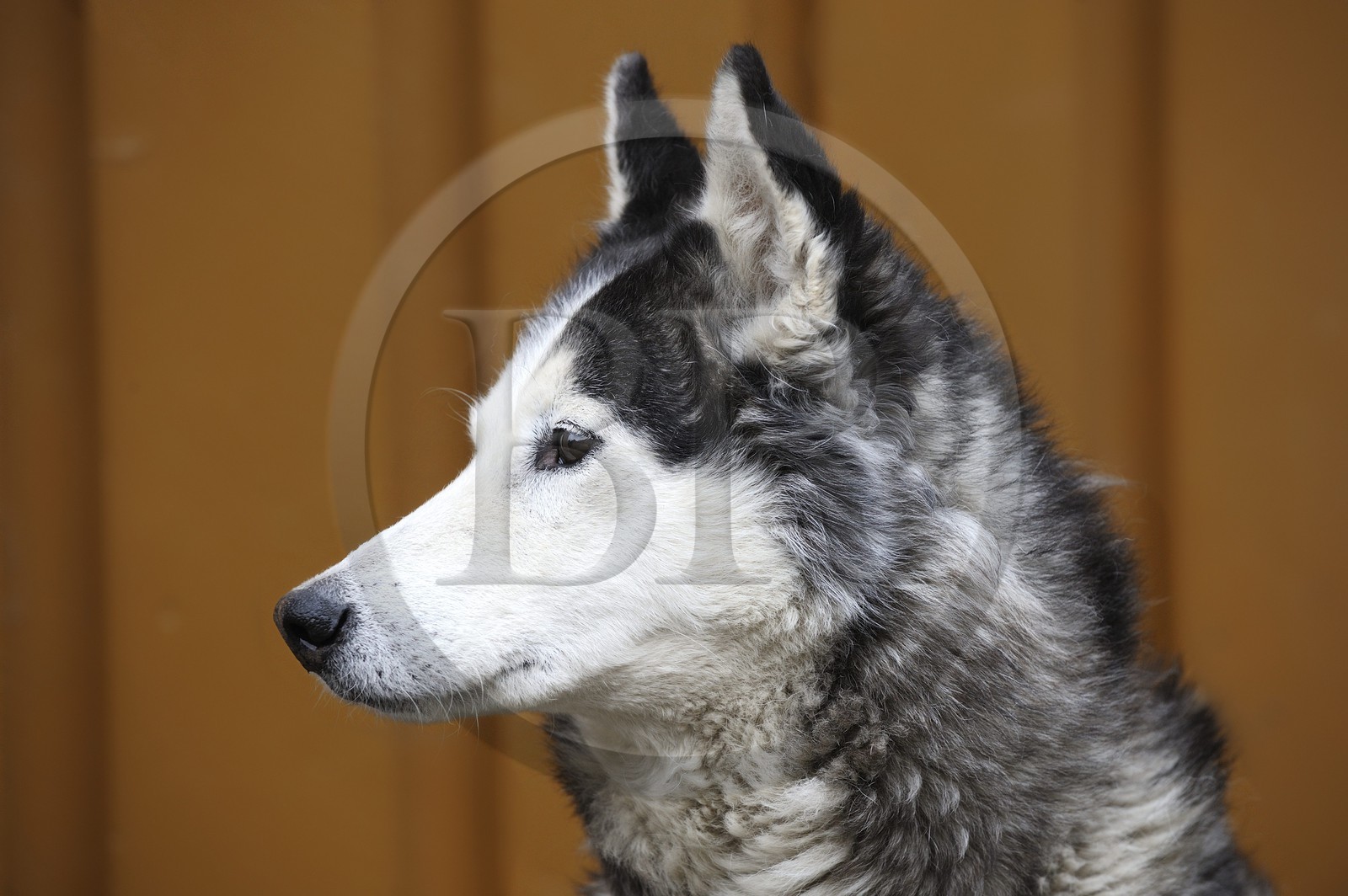 Norvège, Svalbard (Spitzberg), Longyearbyen, le chien de traineau Husky de sibérie