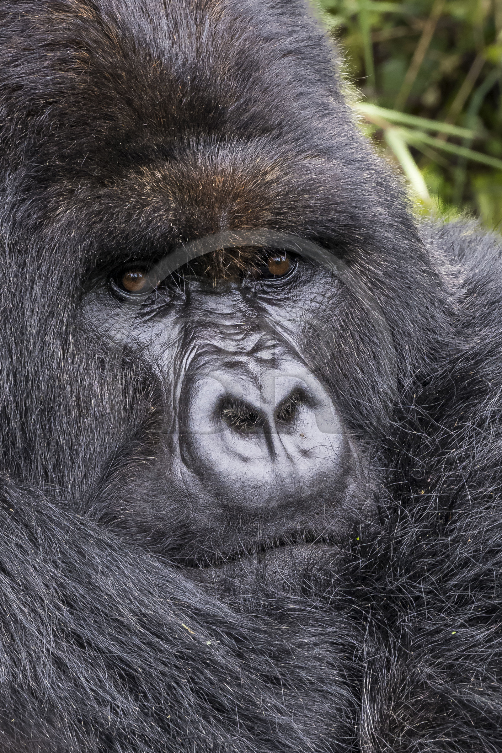 Rwanda, Province du Nord, Parc National des Volcans dans la chaine des Monts Virunga, mont Karisimbi, gorille des montagnes (Gorilla beringei beringei), dos argenté (silverback) nommé Impuzamahanga qui est le male dominant du groupe Susa